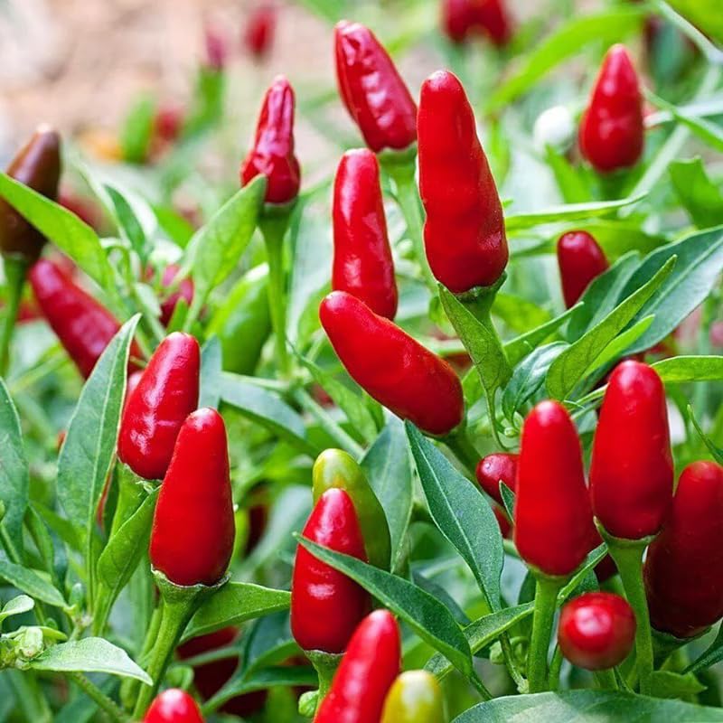 Pequin Pepper Plants Live for Planting, in 4" Pot, Hot Chili Pepper for Indoor and Outdoor Growing