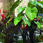 Green Leaf Black Stems Colocasia Live Plant, 5 to 8" in Tall, Taro Elephant Ear Alocasia Esculenta Live Plant for Planting, Live Colocasia Houseplant
