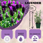 Lavender Live Plant, Lavender Plants, Perennial Purple Flowers, 4-7 inches in Height, 4 inch Pot for Planting
