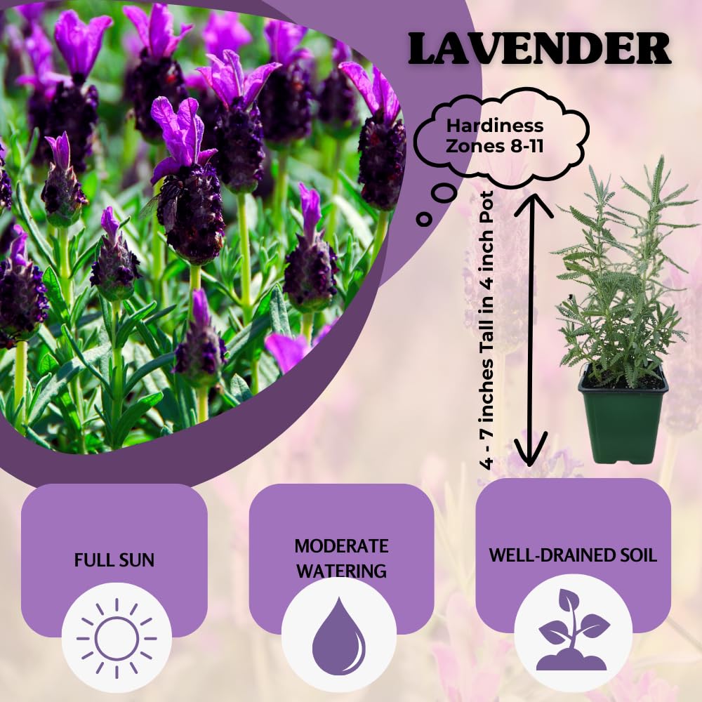 Lavender Live Plant, Lavender Plants, Perennial Purple Flowers, 4-7 inches in Height, 4 inch Pot for Planting