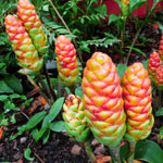 5 Shampoo Ginger Roots, Awapuhi Zingiber Zerumbet Fresh Ginger Rhizomes, Live Ginger Lily Perennial Garden