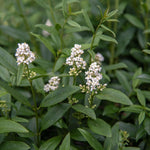 Set 20 Privet Hedge Plants Live 1 Feet Tall, Privet Shrub Bush Bare Roots