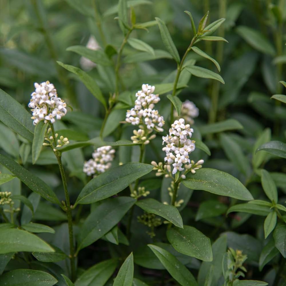 Set 20 Privet Hedge Plants Live 1 Feet Tall, Privet Shrub Bush Bare Roots