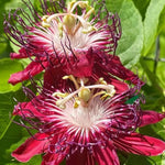 Passion Flower Plant Live, 5 to 8 Inch Tall Passiflora Vine, Fragrant Climbing Plant for Garden or Trellis, No Pot, Well-Rooted (Burgundy Red Passion Flower)