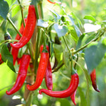 2 Long Thin Pepper Live Plants Per Pot, 100 Days Old Pepper Plant Well Rooted Seedlings, Hot Peppers for Year Round Harvesting