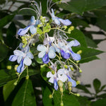 Set 2 Clerodendrum Blue Butterfly Live Plants Starter 5-8 Inches