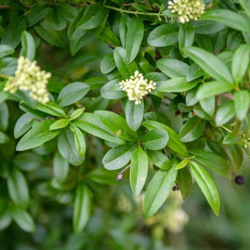 10 Privet Bush Shrub Rooted Cuttings, Green Privet Outdoor Plants 12-16 Inches
