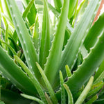 Aloe Vera Plant Live, 4 Inc Potted, Live Aloe Vera Plant Indoor, Succullent Plant Live