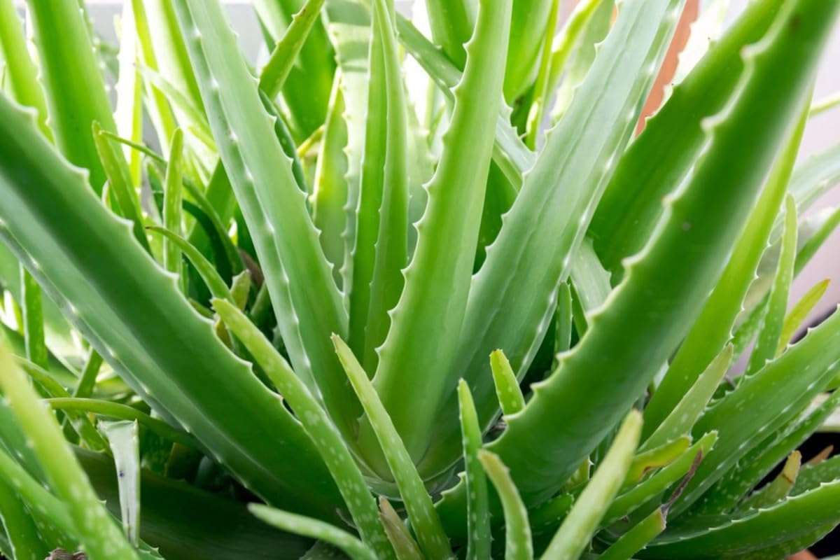 Aloe Vera Plant Live, 4 Inc Potted, Live Aloe Vera Plant Indoor, Succullent Plant Live