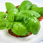 Set of 2 Basil Plants Live in 4 Inc Potted, Live Sweet Basil Plants, Basil Plant Pot, 4 and 6 Inc Long Plant