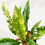 Philodendron Plant Live, Variegated Philodendron, Tropical Houseplant Well Rooted 4-8 Inches (Fire)