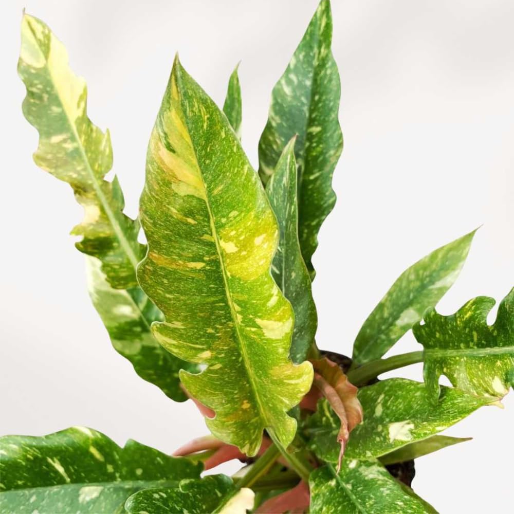 Philodendron Plant Live, Variegated Philodendron, Tropical Houseplant Well Rooted 4-8 Inches (Fire)