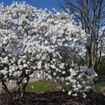 Star Magnolia Tree Live Plant in 1 Gallon Pot, 1-2 Feet Tall, 2 Years Old Well-Rooted Tree, Cold Hardy, Magnolia Shrub for Spring Planting, Fast-Growing