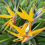 Bird of Paradise Plant Live, Yellow Bird of Paradise Live Plant from 9 to 12 Inches Tall, Flower Bush Plant