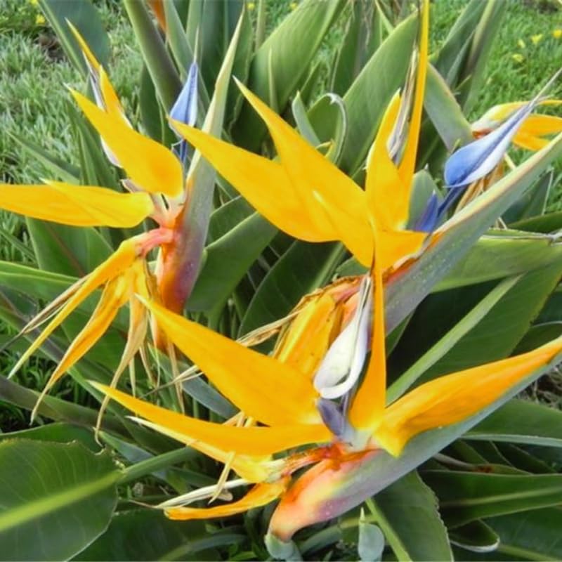 Bird of Paradise Plant Live, Yellow Bird of Paradise Live Plant from 9 to 12 Inches Tall, Flower Bush Plant