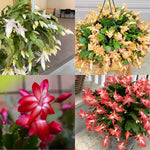 Single Random Christmas Cactus Plants Live or Thanksgiving Cactus Plant Like, Well-Rooted Cold Hardy, Holiday Cactus for Indoor Outdoor Planting, 4-8 Inc Tall, Starter Tree