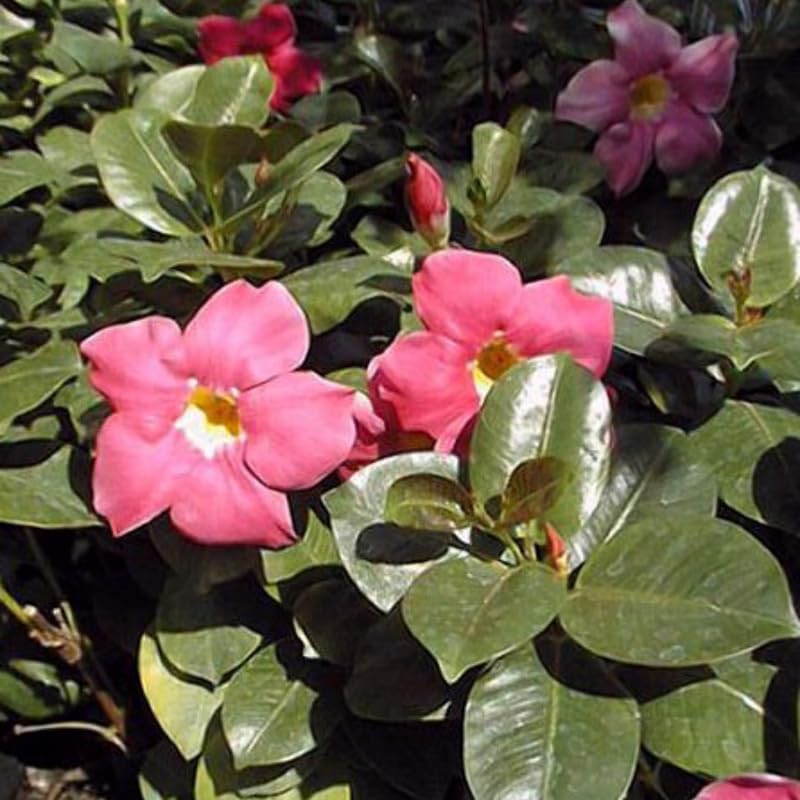 2 Rare Red Mandevilla Plants Live, Trailing Mandevilla Vine for Outdoor Planting, 4-6 Inch Tall Live Flowering Vine for Trellis or Containers
