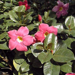4 Rare Red Mandevilla Plants, Flowering Mandevilla Vine, 4-6” Tall,Trailing Outdoor Plant for Trellises, Hanging Baskets, or Pots