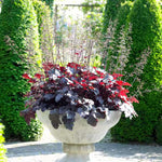 Set 3 Purple Heuchera Plants Live, Coral Bells Purple Heuchera Shrubs Bushes Live Planting for Gardening, Perennial Heuchera Live Plants, 3 to 6 Inc Tall