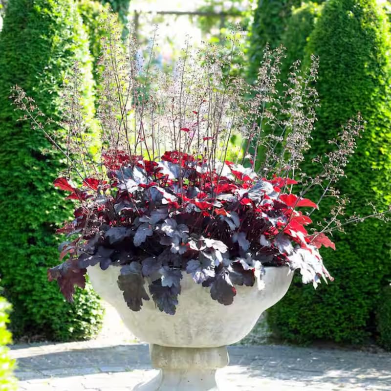 Set 3 Purple Heuchera Plants Live, Coral Bells Purple Heuchera Shrubs Bushes Live Planting for Gardening, Perennial Heuchera Live Plants, 3 to 6 Inc Tall