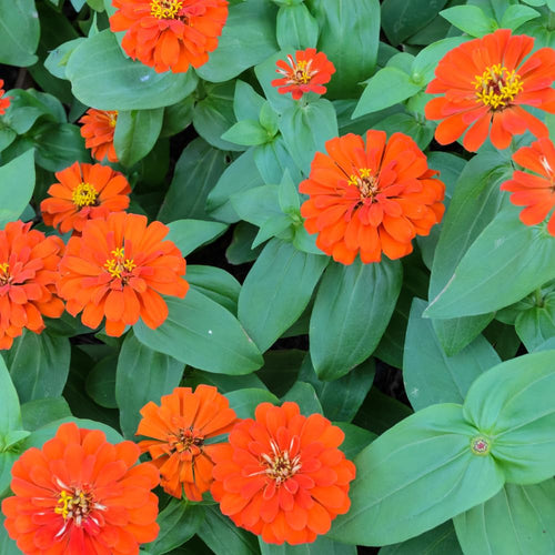 2 Orange Zinnia Plant Live Outdoor, 4 to 6 Inc Tall, Zinnia Flower Plant Potted Planting