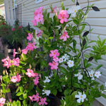 4 Mix Mandevilla Plants Live, Trailing Mandevilla Vine for Outdoor Planting, 4-6 Inch Tall Live Flowering Vine for Trellis or Containers