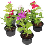Pink Vinca Flower Live Plant in 4" Pot, Perennial Vinca Minor Periwinkle Flowering Plants for Trellis Décor Oranamental, Zones 9-11