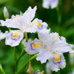 3 Walking Iris Plant Roots, 4-6 Inch White Flower Plant, Live Iris Plants Roots for Outdoor Garden and Containers, Easy Care Perennial, No Pot