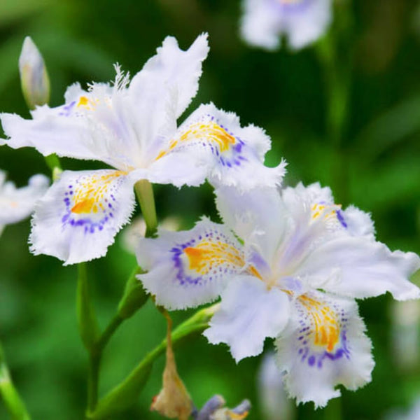 3 Walking Iris Plant Roots, 4-6 Inch White Flower Plant, Live Iris Plants Roots for Outdoor Garden and Containers, Easy Care Perennial, No Pot