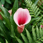 Calla Lily Bulbs for Planting, Calla Lily Bulbs, Vibrant Summer Blooming Flowers for Garden and Patio Planting (Pink Calla Lily Bulbs (Set 3))