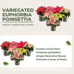 AVERAR Random Poinsettia Plant Live 4-8 Inches, Vibrant Poinsettia Flowers for Holiday, Live Indoor Houseplant, No Pot