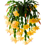 Yellow Peachy Thanksgiving Cactus Live Plant in 2" Pot, Holiday Christmas Cactus Plants Live, Winter Bloom, Indoor Planting