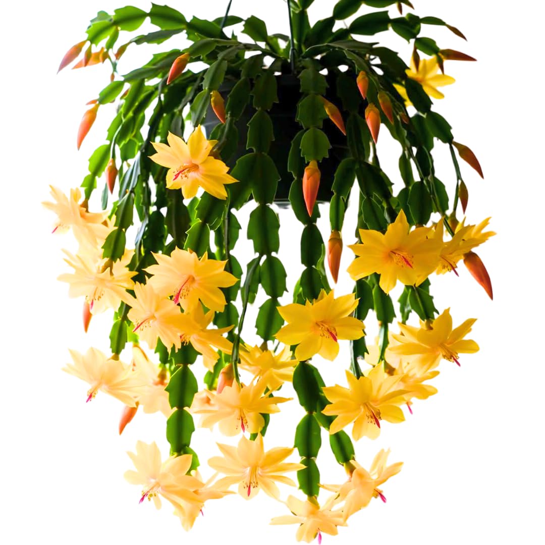 Yellow Peachy Thanksgiving Cactus Live Plant in 2" Pot, Holiday Christmas Cactus Plants Live, Winter Bloom, Indoor Planting