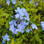 Set 5 Blue Plumbago Plants Cuttings, 8-10 Inches Tall Flower Plumbago Vine Plant Cutting for Planting, Unrooted