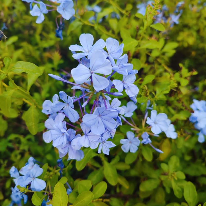 Set 5 Blue Plumbago Plants Cuttings, 8-10 Inches Tall Flower Plumbago Vine Plant Cutting for Planting, Unrooted