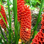 Awapuhi Shampoo Ginger Plant Live, Zingiber Zerumbet, 5-9" Tall Well-Rooted for Tropical Gardens, Pinecone Blooms