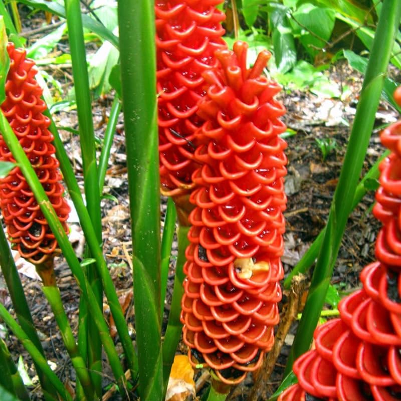2 Shampoo Ginger Live Plants, Awapuhi Pinecone Ginger Plants, 5-9" Height for Outdoor Landscaping, Red Flowers, No Pot