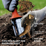3 Victoria Rhubarb Roots for Planting, Rhubarb Crowns 3-5 Inch Tall, Rhubarb Plants for Planting, Perennial Vegetable Roots