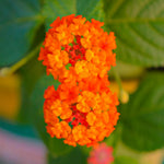 Set 4 Trailing Lantana Plants Live for Planting, Fragrant Lantana Live Plant to Grow Indoor Outdoor, Lantana Flowers Perennial, 4-8" Tall (Orange Lantana)