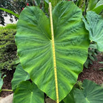 Colocasia Esculenta, Colocasia Live Plant, Elephant Ears Live Plant, Esculenta Taro Live Houseplant, 5-8 Inc Tall, No Pot (Rare Colocasia)