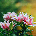 3 Double Pink Lily Bulbs for Planting, Lilies Flowers Bulbs for Gardening, Large Bulb