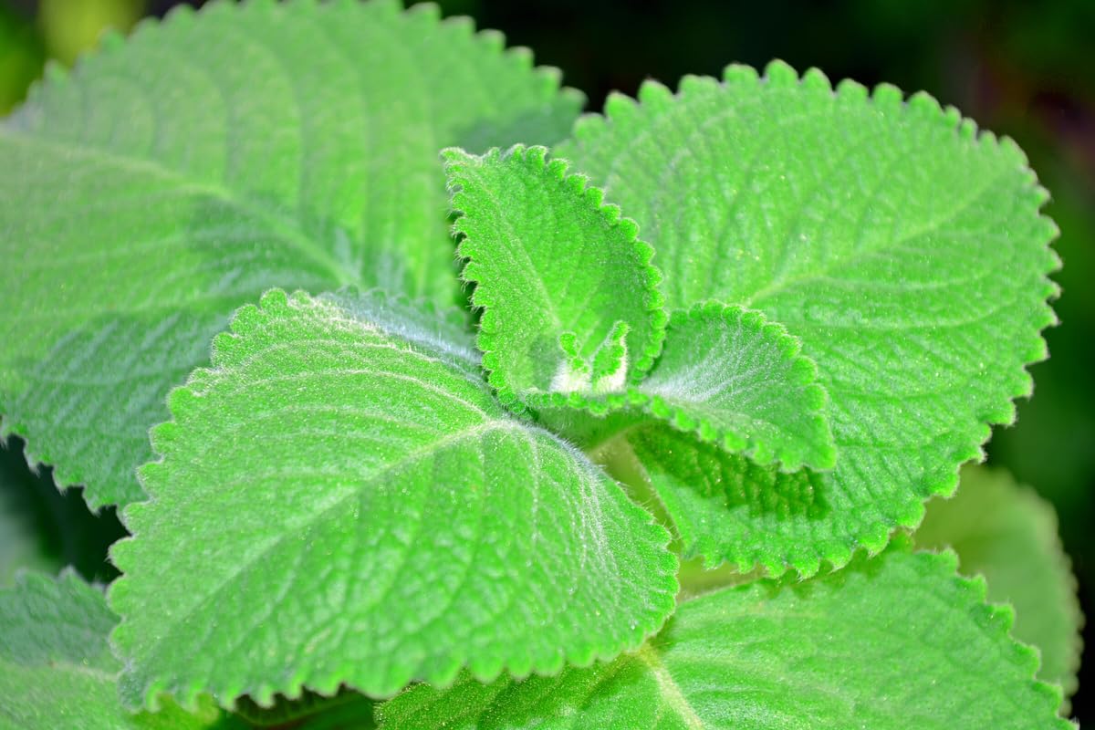 Cuban Oregano Plants Live, 2 Plants, Live Cuban Oregano Plant Indoor, 4 to 6 Inc Tall, Mexican Mint Plant, Spanish Thyme Plant Live, Well Rooted for Gardening