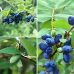 Live Sweet Honeyberry Plant, Blue Honey Berry Tree, Perennial Haskap Plants, 6 to 8 Inch Tall for Growing