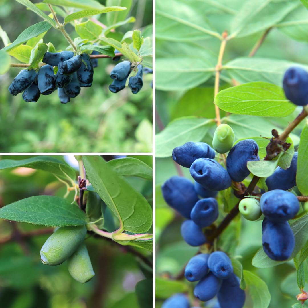 Live Sweet Honeyberry Plant, Blue Honey Berry Tree, Perennial Haskap Plants, 6 to 8 Inch Tall for Growing