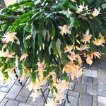 Yellow Christmas Cactus Plants Live, Thanksgiving Cactus Easter Cactus Plants Live, Well-Rooted Cold Hardy, Holiday Cactus for Indoor Outdoor Planting, 4-8 Inc Tall, Starter Tree