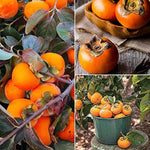 2 Persimmon Trees Live Plants, 7"-15" American Persimmon Tree for Planting Outdoor, Cold Hardy, Dormant in Winter