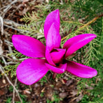 02 Ann Magnolia Tree Live Plant in 2.5" Pot, 1 Year Old Well-Rooted Tree, Cold Hardy, Magnolia Shrub for Spring Planting, Fast-Growing