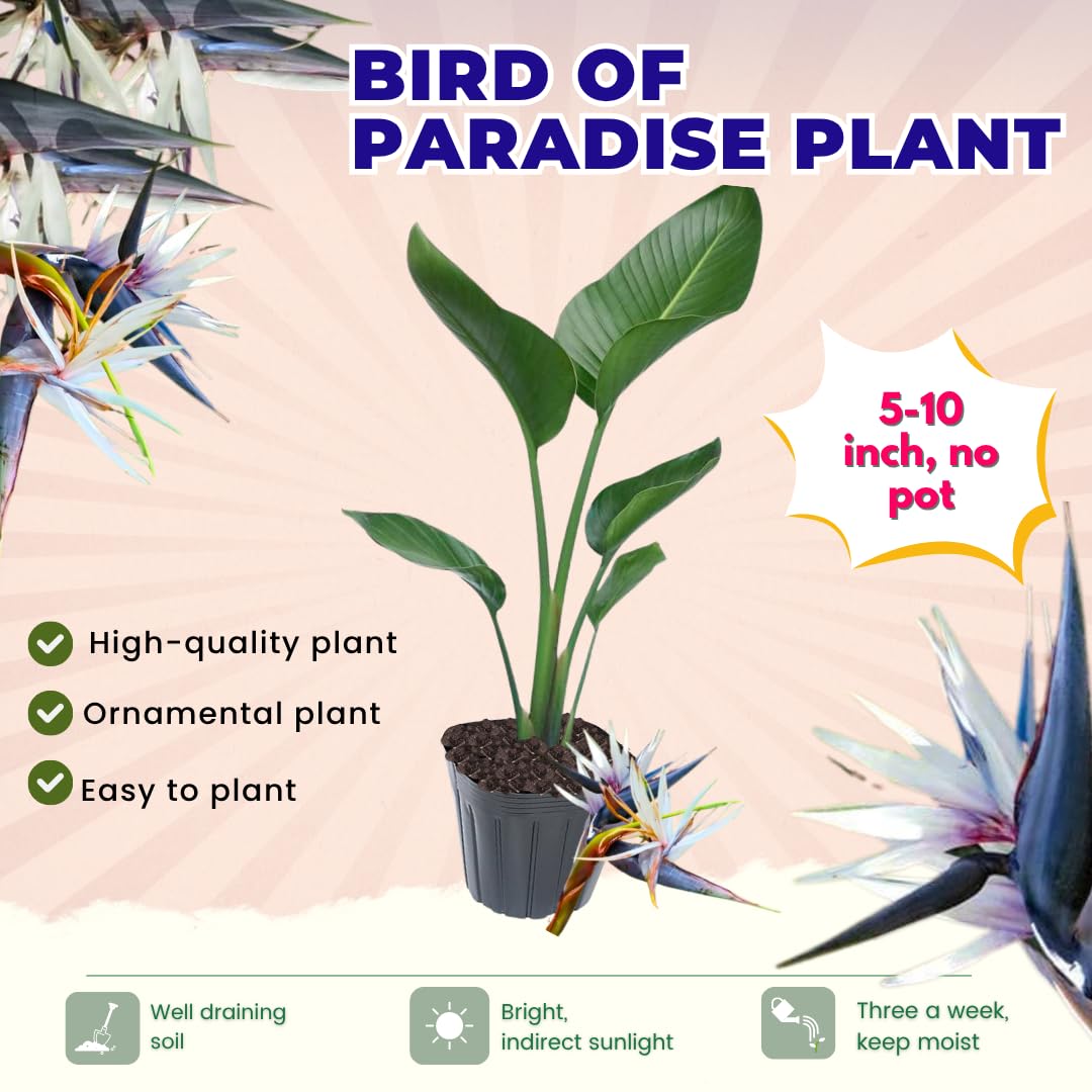 Bird of Paradise Plant Live Houseplant, 5 to 10 Inches Tall, Tropical Strelitzia Reginae Bird of Paradise Bush Live Plant (White Bird of Paradise)