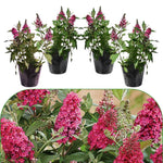 Raspberry Butterfly Bush Buddleia Butterfly Plant Live, 4-9" Tall Well-Rooted for Outdoor Gardens, Perennial Shrub, No Pot