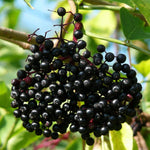 Pack 2 American Elderberry Plants Live 6 to 12 Inch Tall, Black Elderberry Trees Live Plants for Planting, Sweet Elderberries Fruit